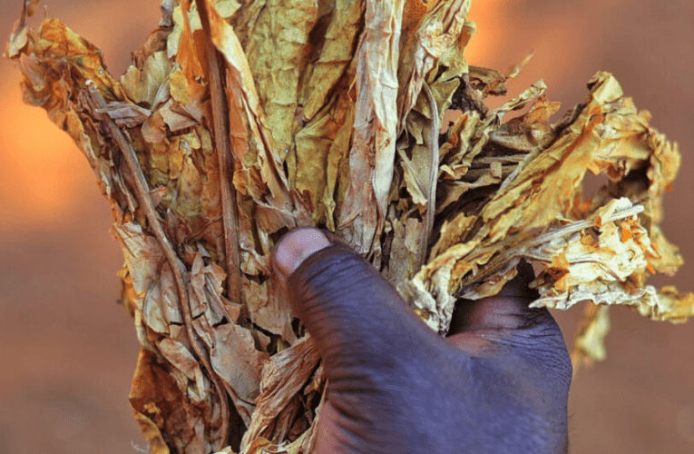 Bakhala bayazithulisa abalimi bogwayi abamnyama njengoba ukuvalwa kwezwe kuwise inqwaba yamapulazi kanti amanye ayaxhuga. UGUGULETHU KHUMALO uyabika