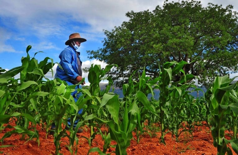 Isimemezelo sikahulumeni sosizo oluzohlinzekwa abalimi abalimela ukuziphilisa siletha ithemba kodwa akuwona wonke umuntu ozohlomula. ULucas Ledwaba uyabika