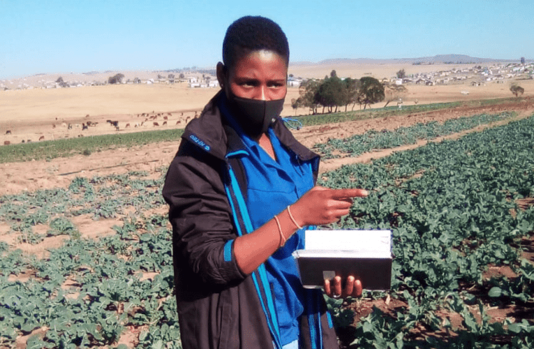 Ukudeleleka komlimi ngenxa yeminyaka yakhe nomzimba wakhe akumvimbanga ukuthi afake isivuno sakhe ezitolo ezinkulu. Manje lezi zitolo ezaqala ngokumeya sezidla entendeni yesandla sakhe. Uxoxe noLANGA KHANYILE