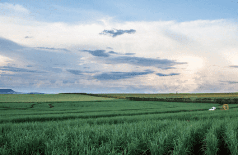 Abalimi bomoba basengozini yokulahlekelwa yiko konke. UTEBOGO MOKWENA uyabika