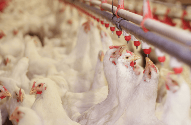 Kunezingqinamba zokudayisa inkukhu phesheya embonini yaseNingizimu Afrika. INTATHELI yeVUTIVI iyabika