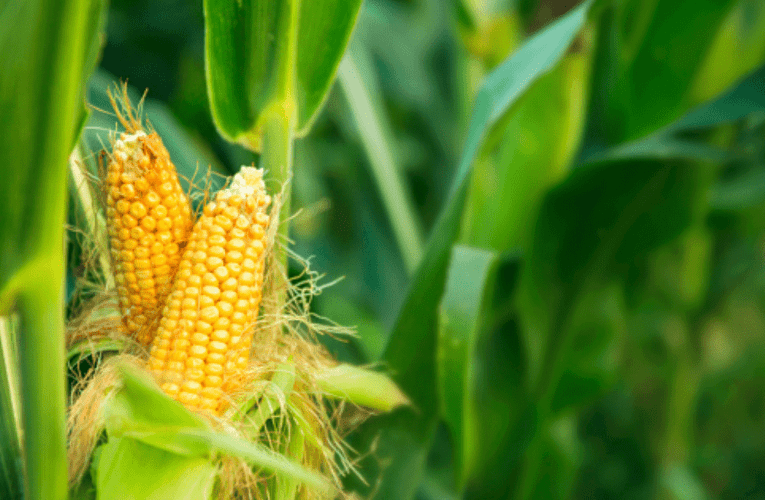 Konke okuhle nokubi ngezolimo ngo-2022. INTATHELI YOMBELE iyabika