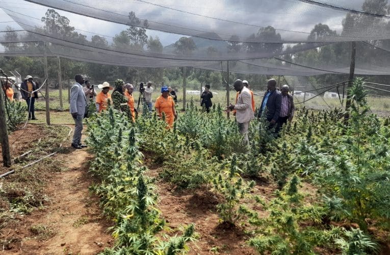 Babheme bakholwa abalimi bensangu asebezovuna. INTATHELI YOMBELE iyabika