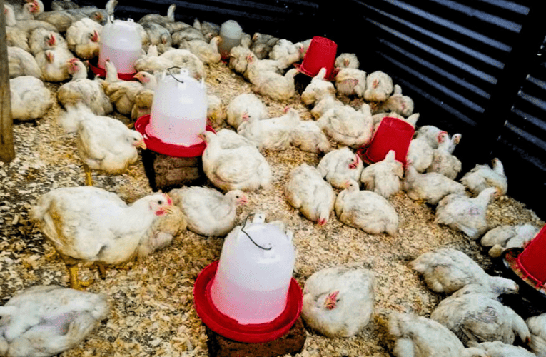 Umkhuhlane wezinkukhu ubhuqa imfuyo, ukhinyabeza abafuyi abasafufusa. USIMANGALISO NTSHANGASE uyabika