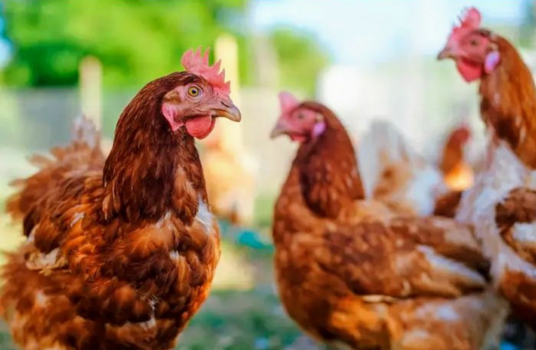 Kuntwela ezansi kubafuyi abakhinyabezwe wumkhuhlane wezinkukhu. Intatheli yoMBELE iyabika