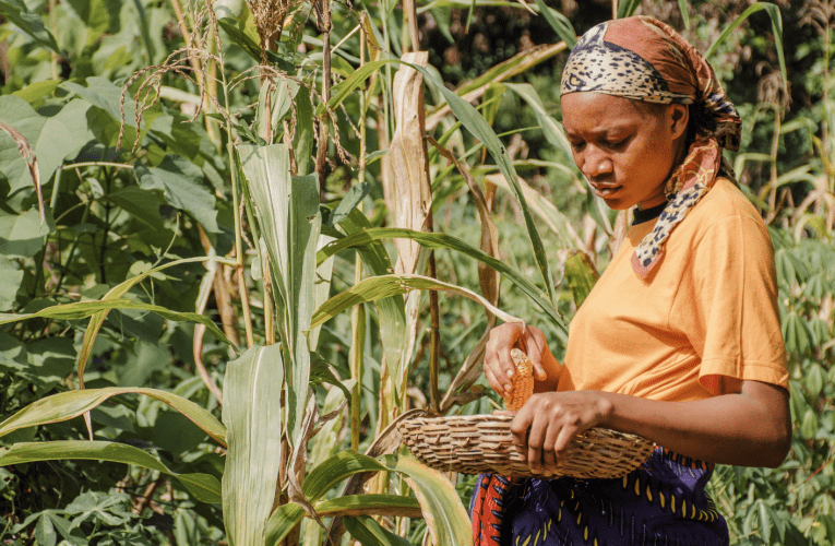 Sehlile isibalo sabalimi bamabele eNingizimu Afrika, kuloba uJabulani Sikhakhane