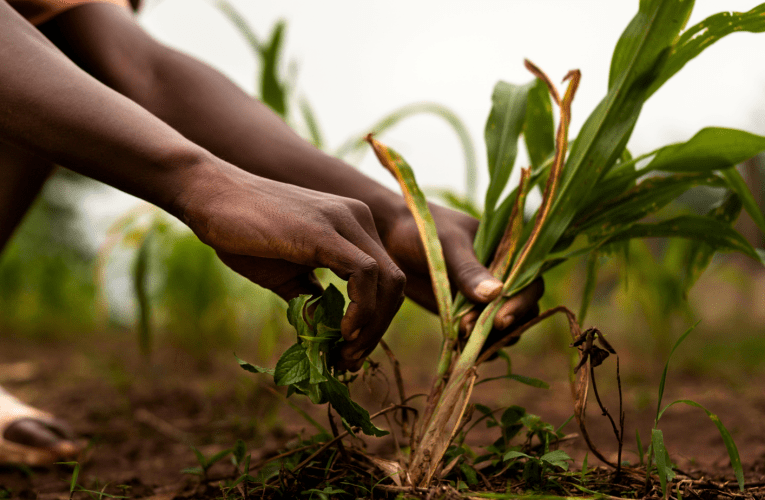 Ezolimo zitakule umnotho ngekota yokuqala