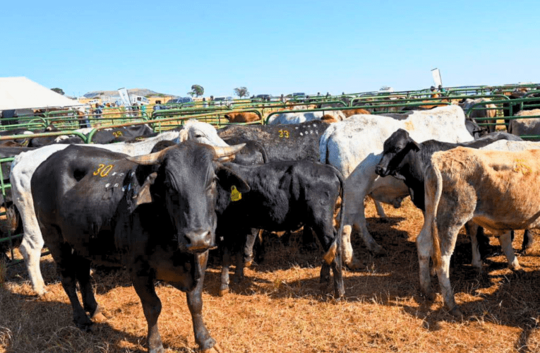 Kunqandwa amatele angakapakeli ezinkomeni zobisi