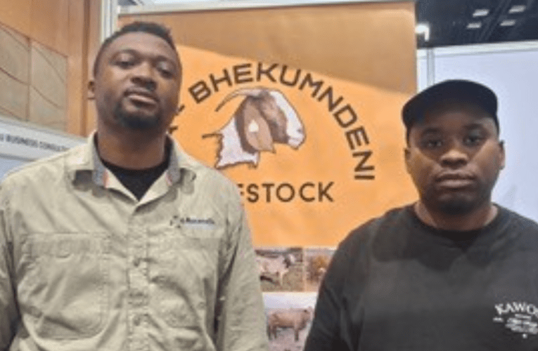 Abangani babheka umndeni ngemfuyo 