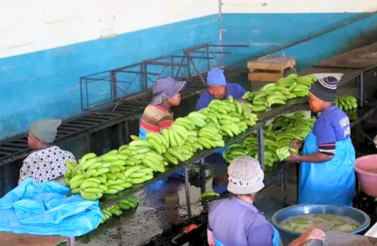 Isifo iBanana Bunchy Top Virus sibeke abalimi nemisebenzi engcupheni