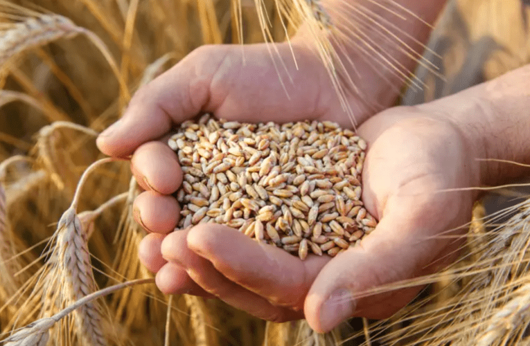 Amabhikawozi asemalokishini asengcupheni yokuwa njengoba kukhuphuka amanani kakolweni