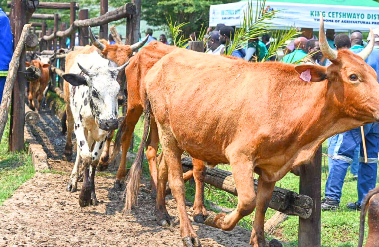 Kwethulwe uhlelo lweminyaka eyishumi lokunqanda amatele