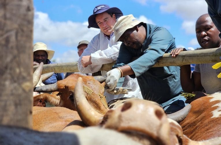 INingizimu Afrika ithole imijovo yamatele ewu-1.5 million