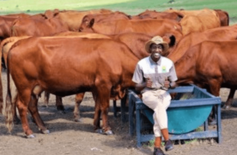 Owa’phoxa’ abazali eshintsha indlela usewumfuyi wezinkomo zohlobo